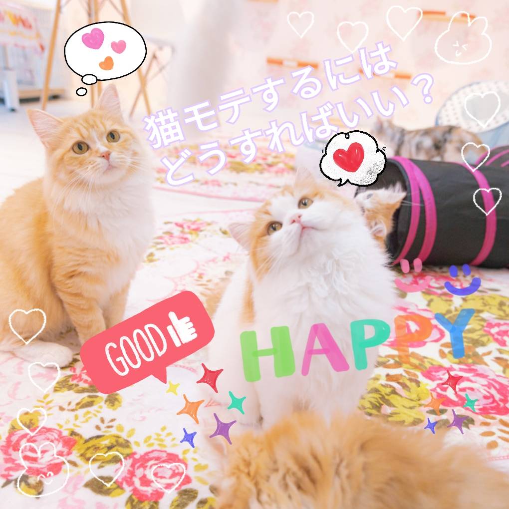 猫モテするにはどうしたらいい?