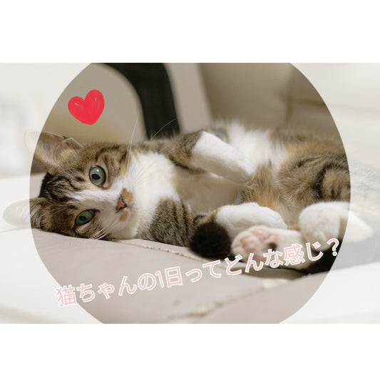 猫ちゃんの1日ってどんな感じ？