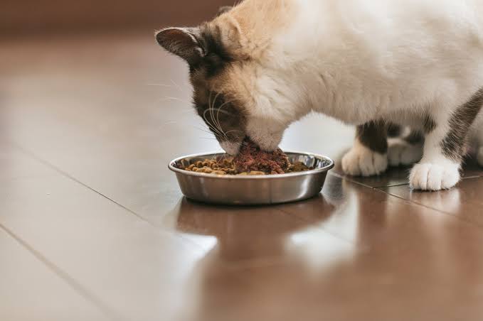 愛猫にいつまでも健康でいてもらう為に与えたいフードって?