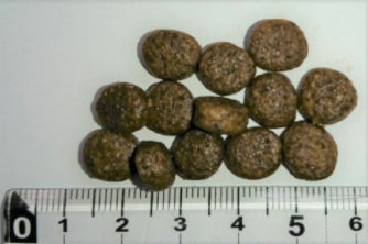 Wish ウィッシュ サーモン 18.1kg お腹の健康維持 1歳から グレインフリー ドッグフード 犬用フード おすすめ 成犬用 アダルト ドライフード 穀物フリー 大袋