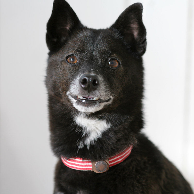 猫の暮らし ネームバンド ドッグ&キャット ブラウン 猫 犬 迷子札 猫用 犬用 ネームタグ 巻くタイプ 迷子防止 日本製