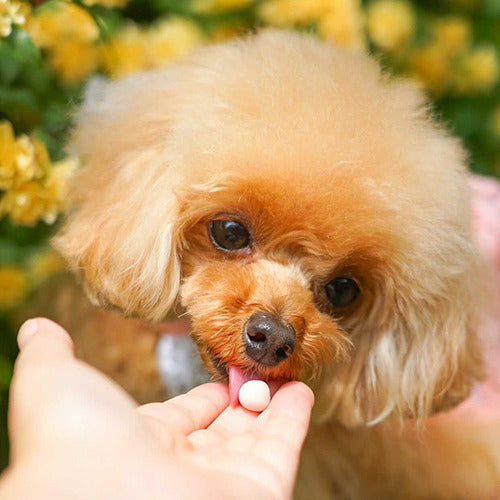 ドッグツリー ナチュラルボーロ ミニ 紫いも 角ボトル 220g 犬 おやつ 無添加 小粒 紫芋 犬用 ご褒美 おいしい 健康 しつけ トレーニング 北海道 国産