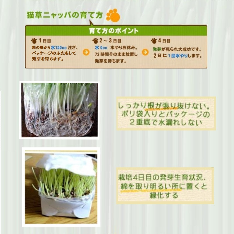猫草 ヘルシーガーデン ニャッパ 大麦若葉栽培2回分セット ねこ草 ネコ草 種 栽培キット 無農薬 北海道 国産 安心 安全 毛玉対策 キャットグラス 発芽率90%保証