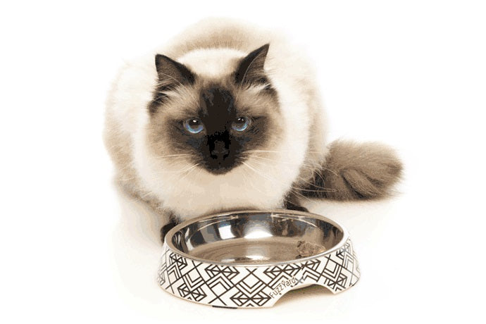 ファズヤード 猫 犬 食器 FuzzYard ギャッツビー ねこ ペット 小型犬 おしゃれ かわいい 浅型 フードボウル ウォーターボウル ネコ えさ入れ 柄 滑り止め