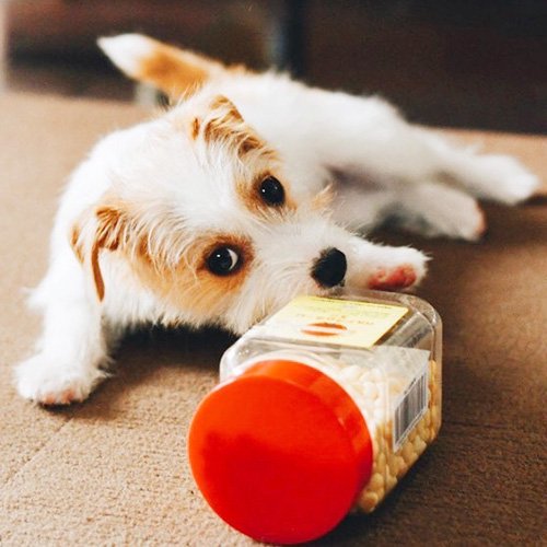 ドッグツリー カルシウムボーロ ミニ 角ボトル 220g 犬 おやつ 小粒 犬用 ご褒美 おいしい 健康 しつけ トレーニング 北海道 国産