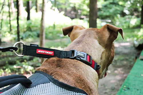 イージードッグ チェックメイト XL ブラック 犬 首輪 ハーフチョーク 犬用 ドッグ カラー チョークカラー しつけ トレーニング 散歩 お出かけ 大型犬 EZYDOG