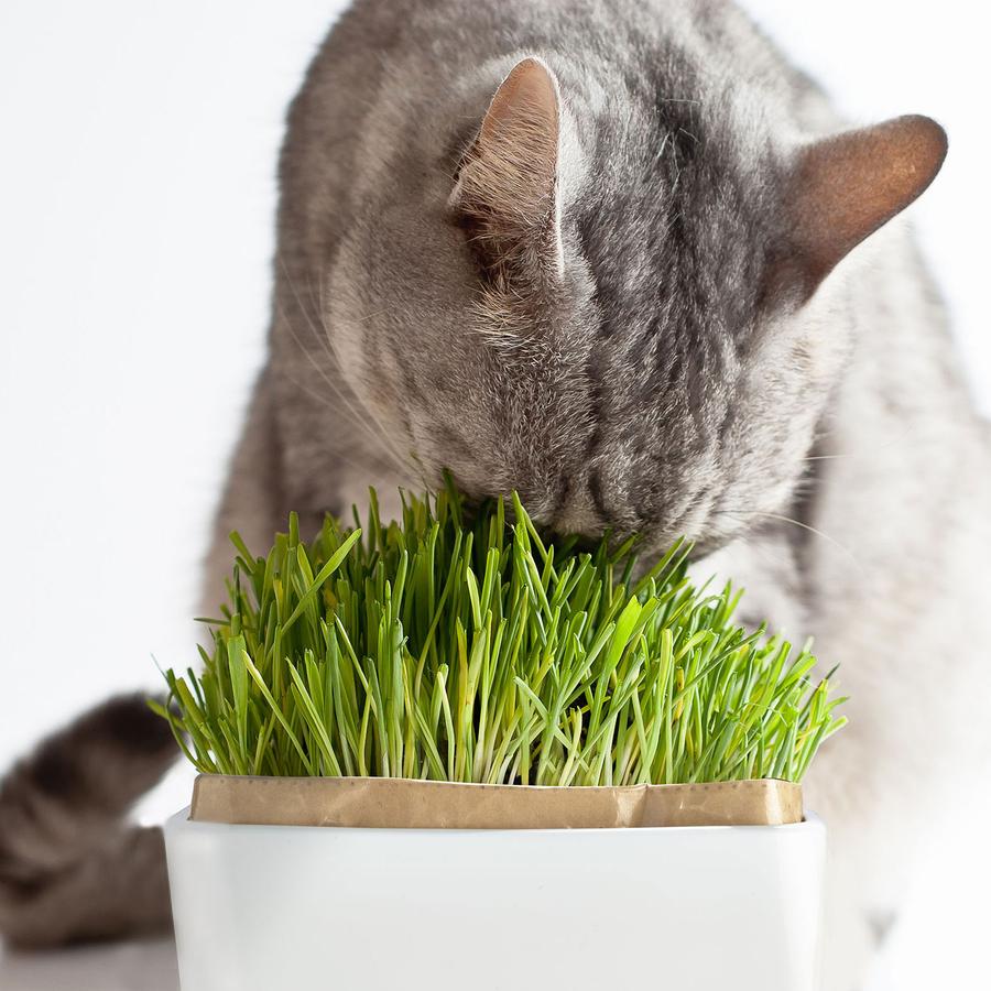 ハリオ 猫草栽培キット にゃんベジ セットN HARIO 猫草 種 栽培セット ネコ 草 鉢 ペットグラス 毛玉ケア ねこくさ 日本製 有田焼