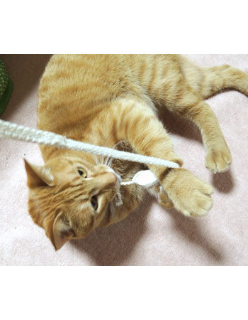 ペッツルート まゆ歯みがき ロングひも 猫 おもちゃ 猫じゃらし またたび 実 日本製 おすすめ 猫おもちゃ デンタルケア 人気 猫用 オモチャ ねこ 天然