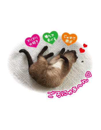 ペッツルート 歯みがき またたびボール 15g 猫 またたび スナック おやつ 歯磨き ねこ 猫用 ペット 間食 小粒 キャットフード 日本製 国産