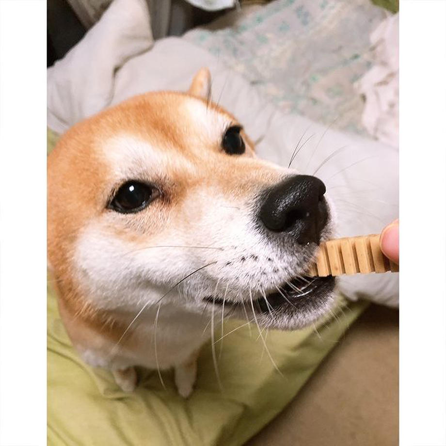 フォーキャンス デンティ・スリー フェアリー S 9個入 犬 歯みがき ガム 犬用 デンタル おやつ スナック 歯石 歯垢 対策