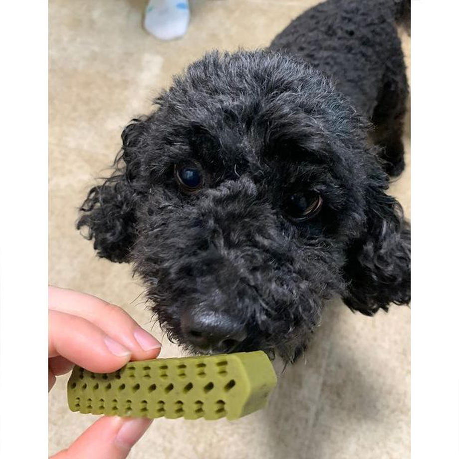 フォーキャンス デンティ・スリー フェアリー EX SS 20個入 犬 歯みがき ガム 犬用 デンタル おやつ スナック 歯石 歯垢 対策 クロレラ ビタミン
