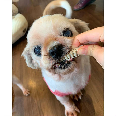 フォーキャンス デンティ・スリー フェアリー 徳用SS 32個入 犬 歯みがき ガム 犬用 デンタル おやつ スナック 歯石 歯垢 対策