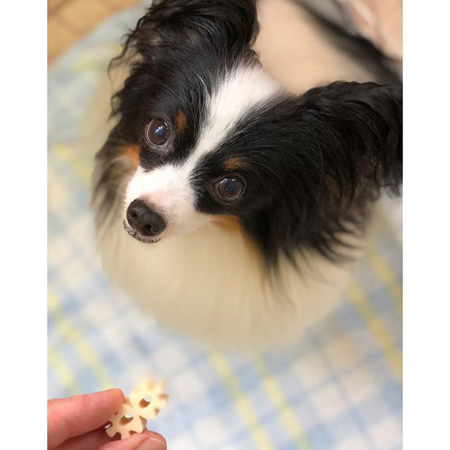 フォーキャンス ヘルス・スリー フェアリー カルシウム ミルク味 60g 犬 歯みがき ガム 犬用 デンタル おやつ スナック 歯石 歯垢 対策 しつけ ごほうび