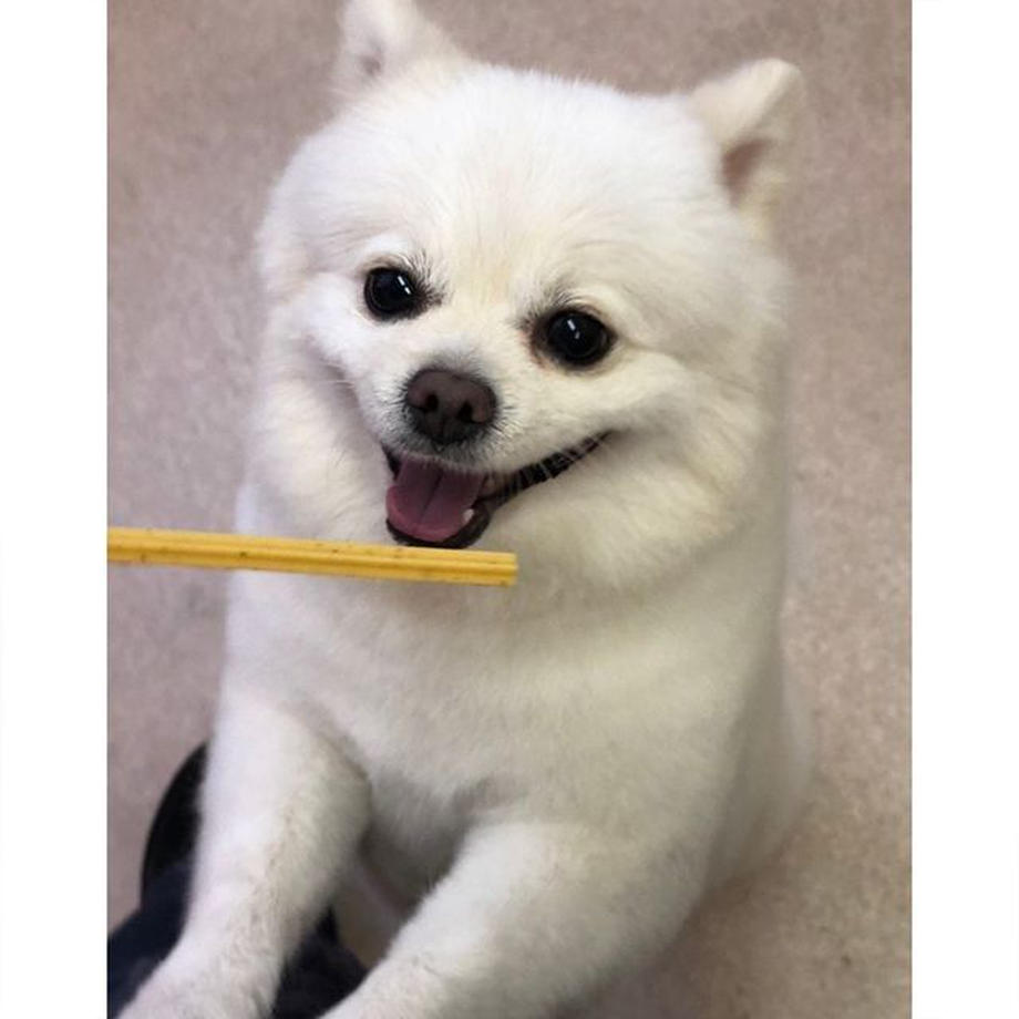 フォーキャンス ハッピー・スリーフェアリー かむヨーグルト 青リンゴ 14本入 犬 おやつ 健康 犬用 歯みがき ガム スナック 乳酸菌 フルーツ デンタル