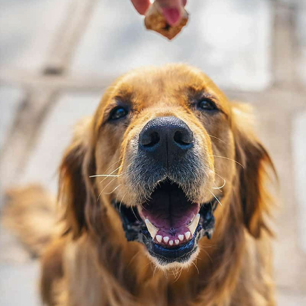 ドッグシーチュウ ミニポップ 70g 犬 おやつ スナック 犬用 デンタル トリーツ チーズ 歯石予防 高たんぱく 低脂肪 ヤクミルク