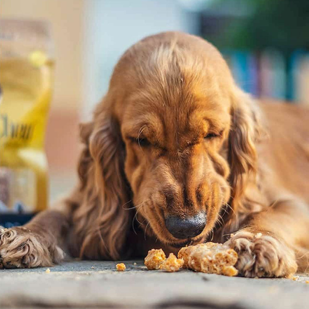 ドッグシーチュウ パフィーバー 70g 犬 おやつ バー 犬用 デンタル トリーツ チーズ 歯石予防 高たんぱく 低脂肪 ヤクミルク