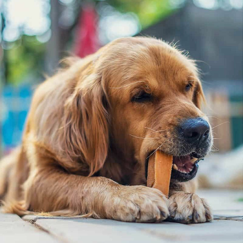 ドッグシーチュウ ラージバー 100g 犬 おやつ バー 犬用 デンタル トリーツ チーズ 歯石予防 高たんぱく 低脂肪 ヤクミルク