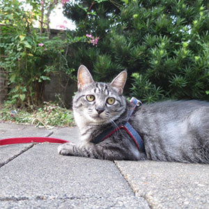 ペティオ 猫小町 ハーネスリード 猫 胴輪付 引きひも 猫用 散歩紐 和柄 和風 花柄 おしゃれ 反射 鈴付き 散歩 お出かけ 安全 椿 和桜