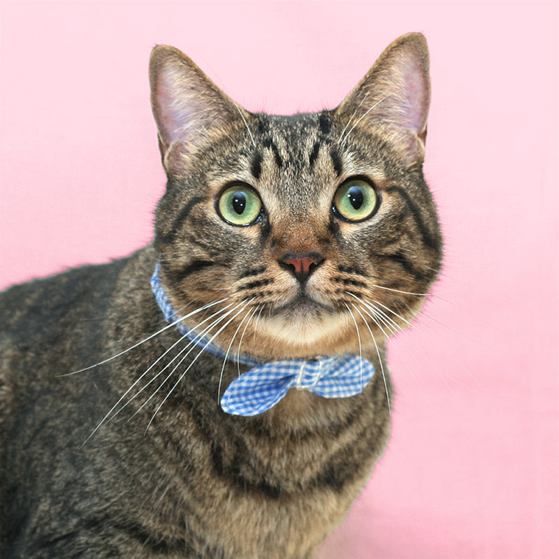 猫の暮らし サイズが変えられるシュシュカラー ギンガム 猫 首輪 シュシュ 猫用 カラー かわいい おしゃれ チェック 柄 ゴム入り 日本製