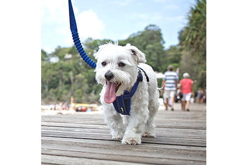 イージードッグ ゼロショック 120cm 犬 リード 犬用 平紐型 散歩 お出かけ 握りやすい ショック 衝撃 吸収 中型犬 大型犬 EZYDOG