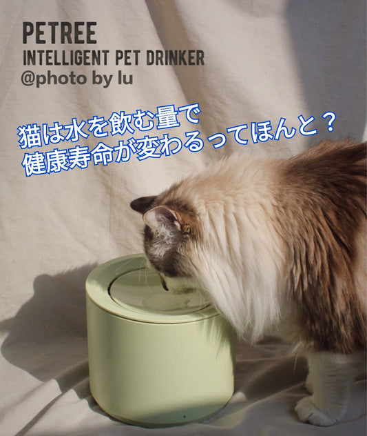 猫は水を飲む量で健康寿命が変わるってほんと？