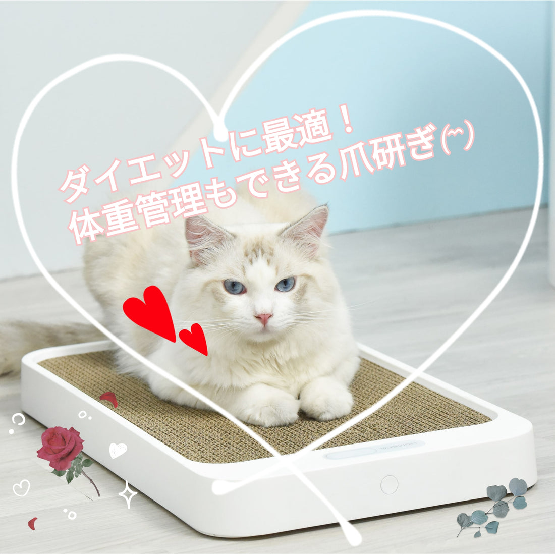 【新商品】愛猫の運動と体重管理に最適なアイテムが登場！