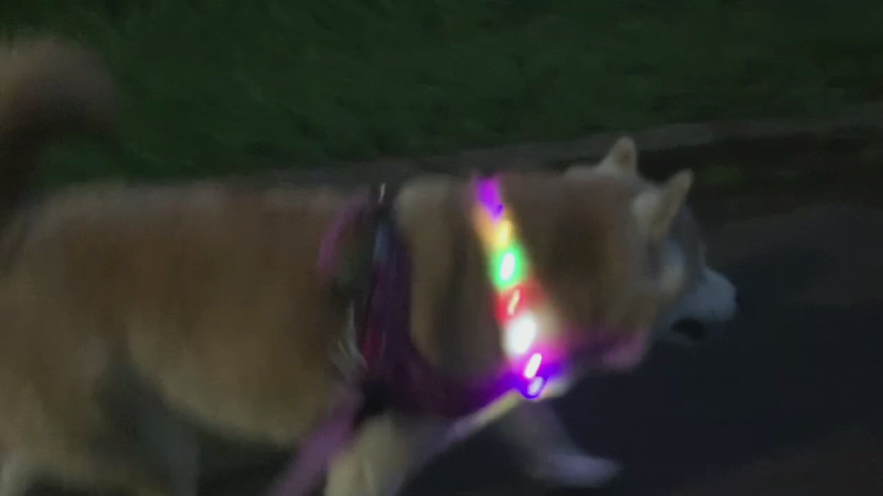 光る レインボー首輪 ペット 犬 猫 首輪 カラー 光る 虹色 6色 LED