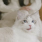 全自動 猫トイレ ペッツリー クリーン スマート Wi-Fi 猫 自動 トイレ 猫用 ねこ ネコ スマホ アプリ 遠隔操作 ペット 家電 PETREE SMART