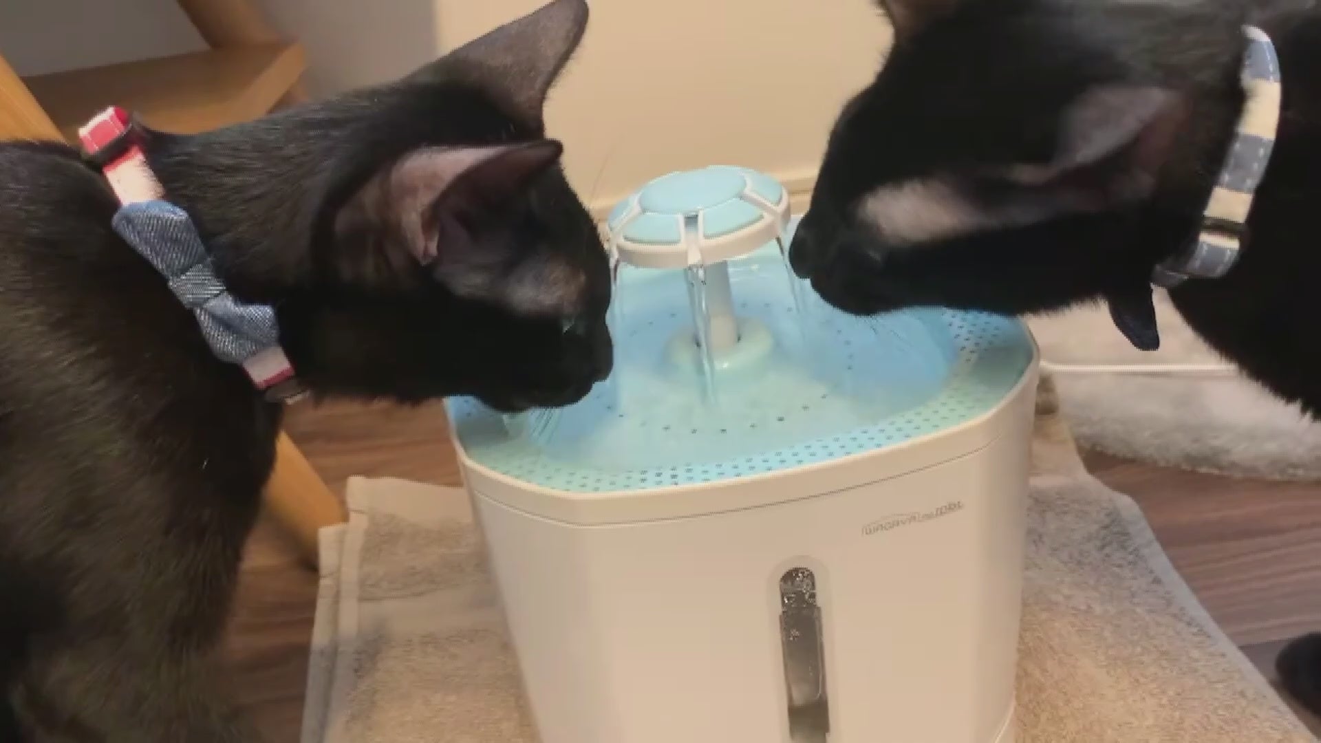 ピュアシス 犬 猫 自動給水器 ペット 自動 給水器 水飲み器 水飲み