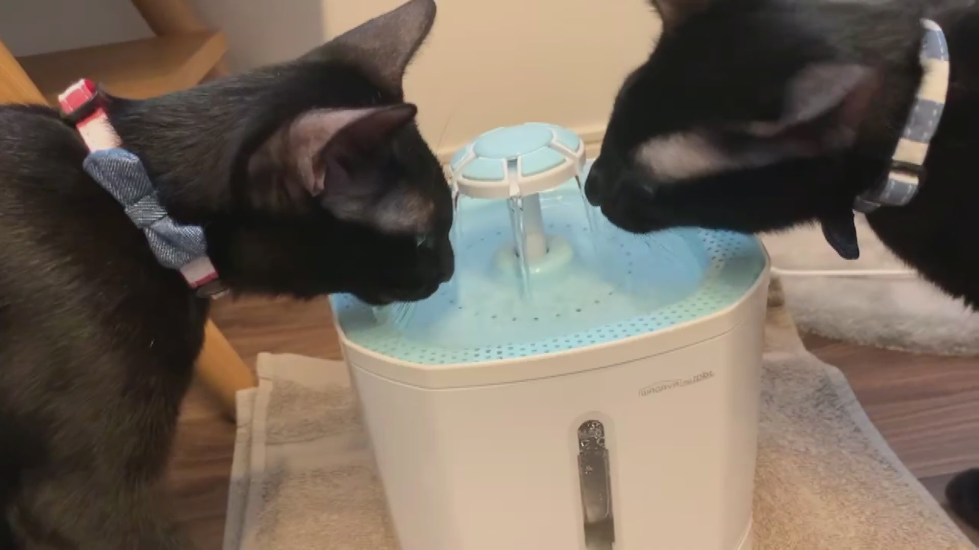 猫 水飲み器 2匹用 自動給水器 多頭飼い対応 ワイヤレスポンプ 2.5L