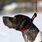イージードッグ チェックメイト S レッド 犬 首輪 ハーフチョーク 犬用 ドッグ カラー しつけ トレーニング 散歩 お出かけ 小型犬 チョークカラー EZYDOG