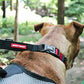 イージードッグ チェックメイト M レッド 犬 首輪 ハーフチョーク 犬用 ドッグ カラー しつけ トレーニング 散歩 お出かけ 中型犬 チョークカラー EZYDOG
