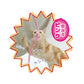 ペッツルート カシャカシャ ひもじゃらし ピンク 猫 おもちゃ 猫じゃらし 日本製 猫おもちゃ 紐 ひも おすすめ じゃらし棒 人気 猫用 オモチャ ねこ 
