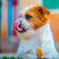 ドッグシーチュウ ラージバー 100g 犬 おやつ バー 犬用 デンタル トリーツ チーズ 歯石予防 高たんぱく 低脂肪 ヤクミルク