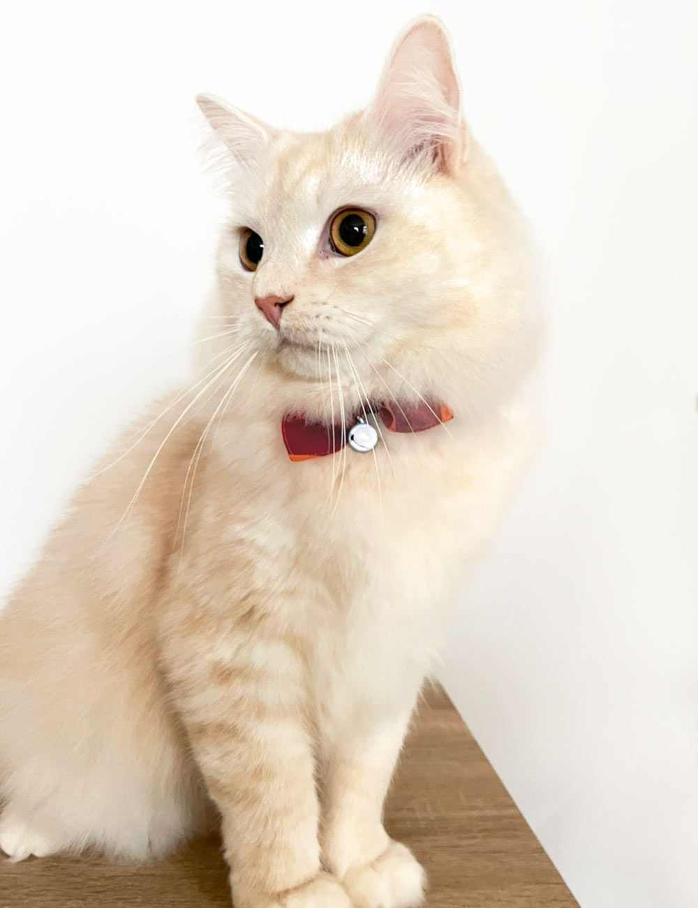 猫の暮らし サイズが変えられるシュシュカラー マドラス 猫 首輪 シュシュ 猫用 カラー かわいい おしゃれ チェック 柄 鈴付き ゴム入り 日本製