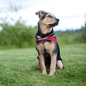 イージードッグ クイックハーネス XXS 犬 ハーネス 犬用 胴輪 装着簡単 丈夫 外れにくい お出かけ 散歩 超小型犬 EZYDOG